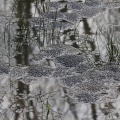 Frogspawn, Bookham Common, Alan Prowse,March 2014